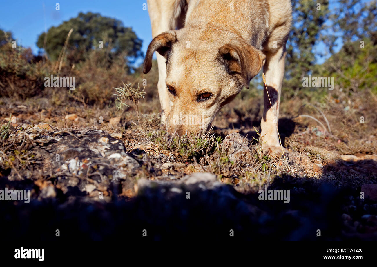 Truffle Hound High Resolution Stock Photography and Images - Alamy