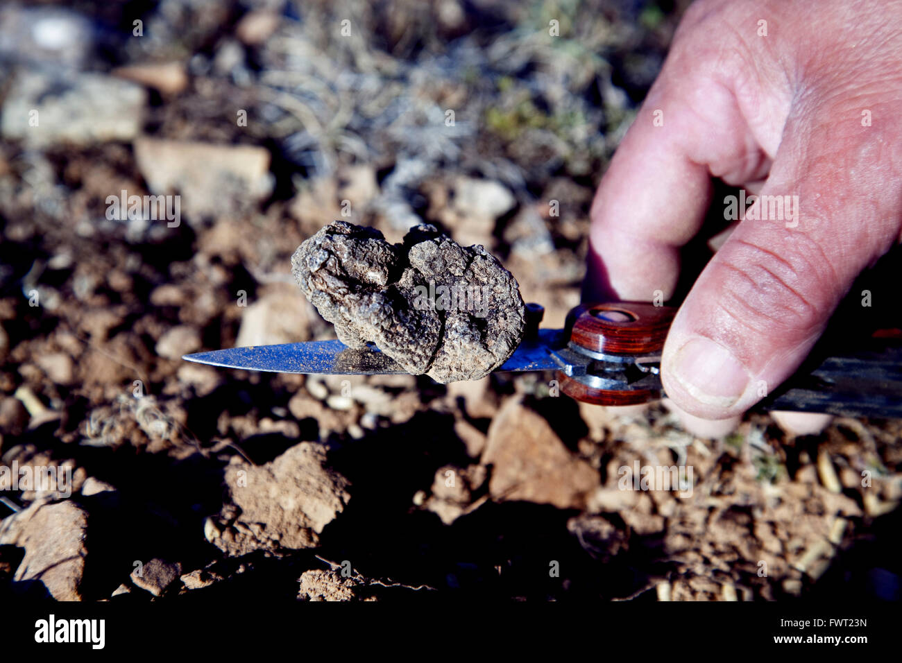Cutting black truffle, tuber melanosporum, Tiermes, Soria. Castile-Leon. Spain Stock Photo