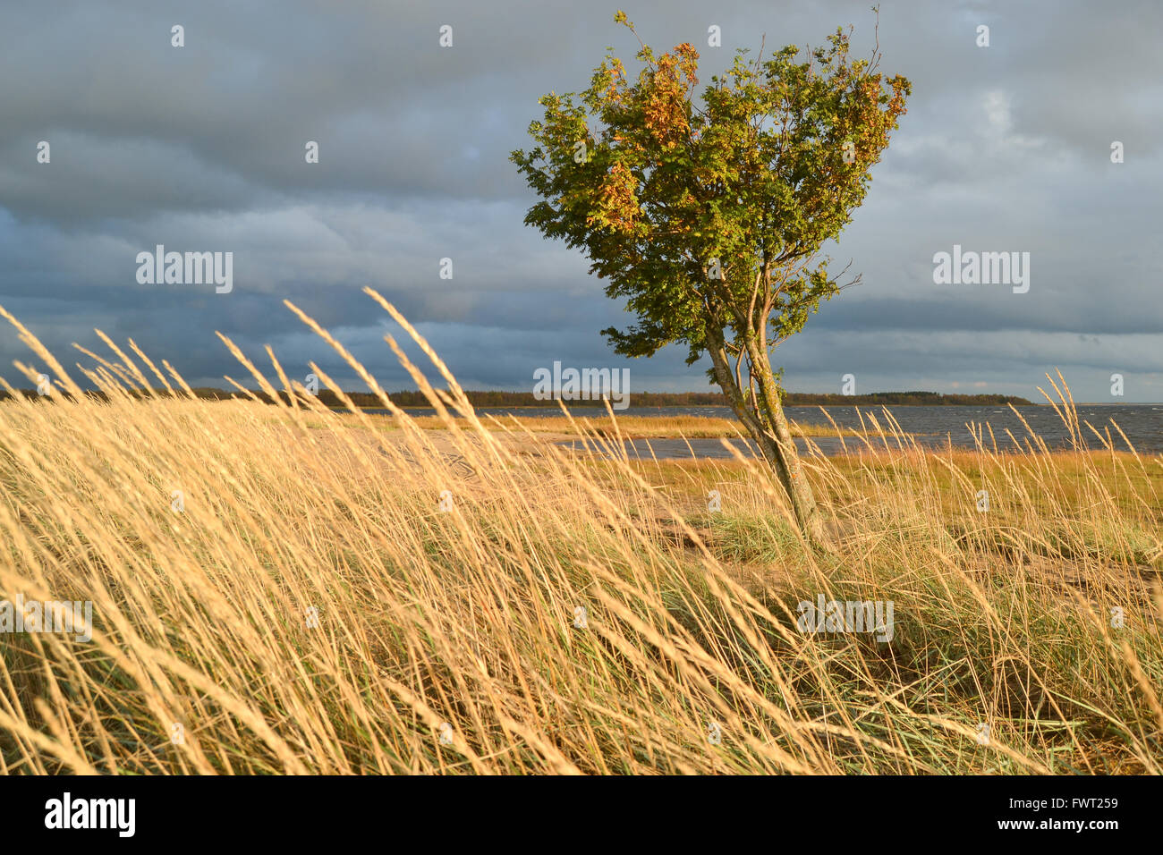 A lone rowan tree on the beach in windy weather Stock Photo