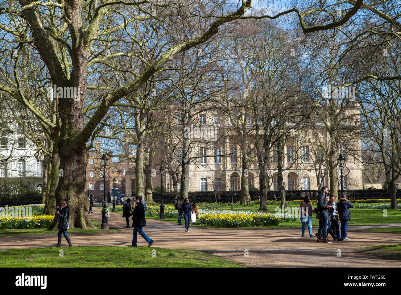 Spring Daffodils in Green Park in front of Lancaster House mansion, London Stock Photo