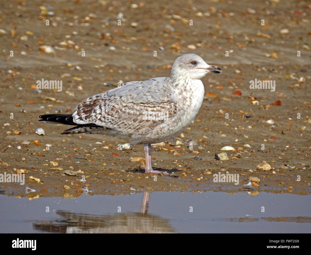 Immature herring gull hires stock photography and images Alamy
