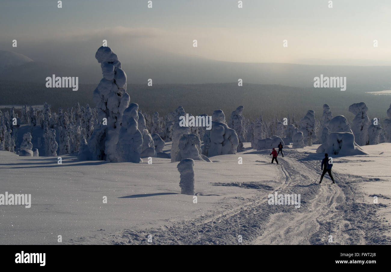 Snow covered trees in the fells of Finnish Lapland. People are skiing between them. Stock Photo