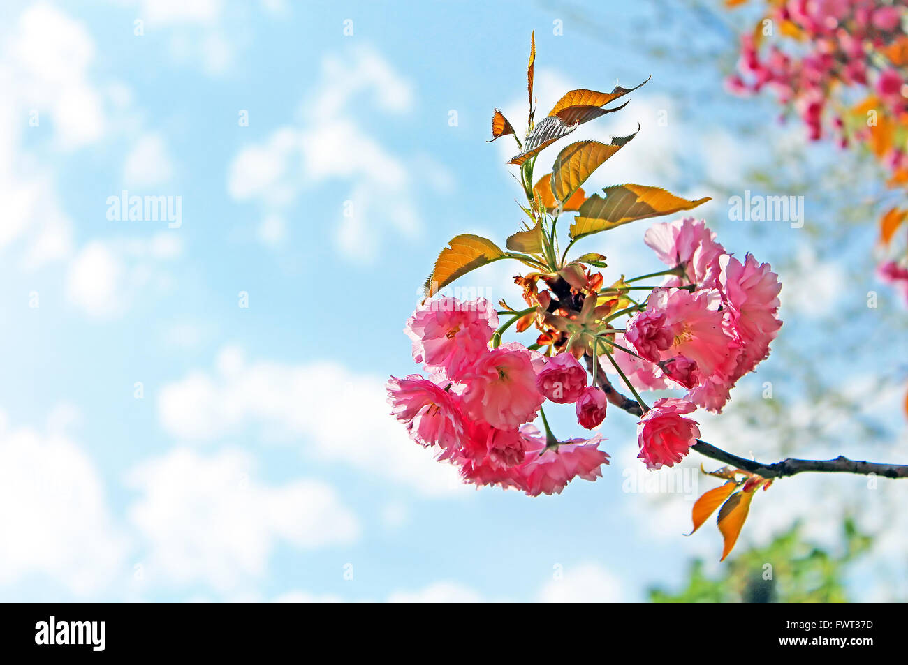 Sakura Flower or Cherry Blossom over blue sky Stock Photo - Alamy