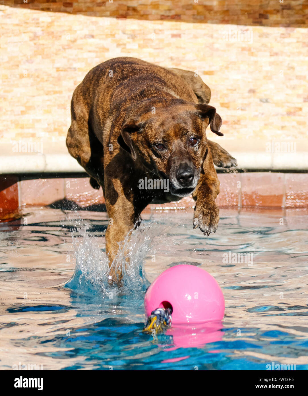 Dog landing into water hires stock photography and images Alamy