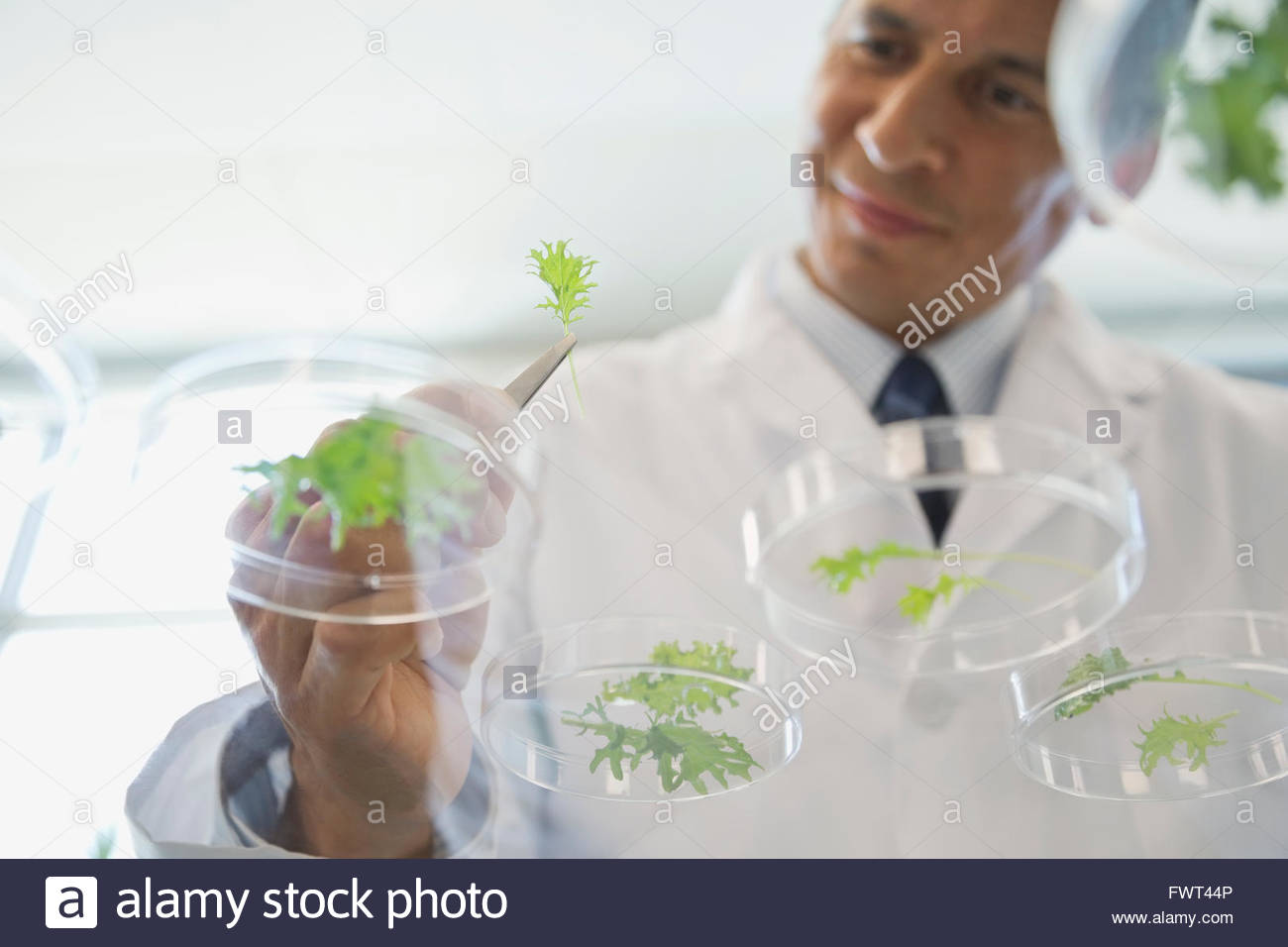 Male botanist analyzing leaves in laboratory Stock Photo