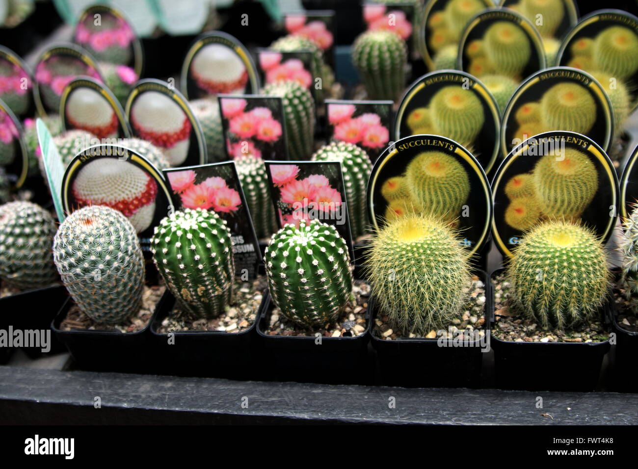 Cactus sale hi-res stock photography and images - Alamy