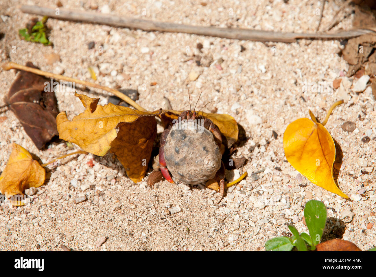 Land Hermit Crab High Resolution Stock Photography and Images - Alamy