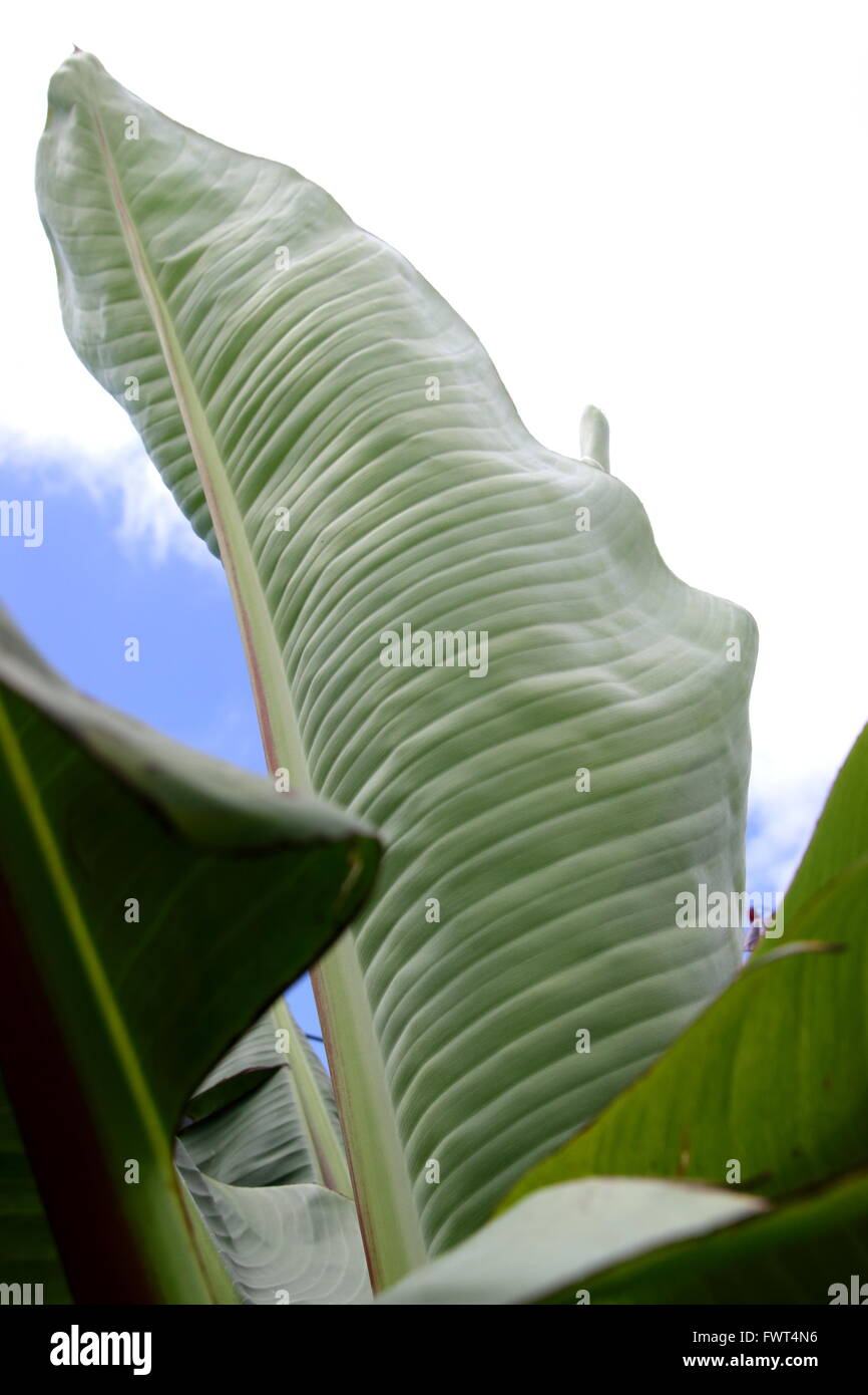 Ensete ventricosum, abyssinian banana palm leafs Stock Photo