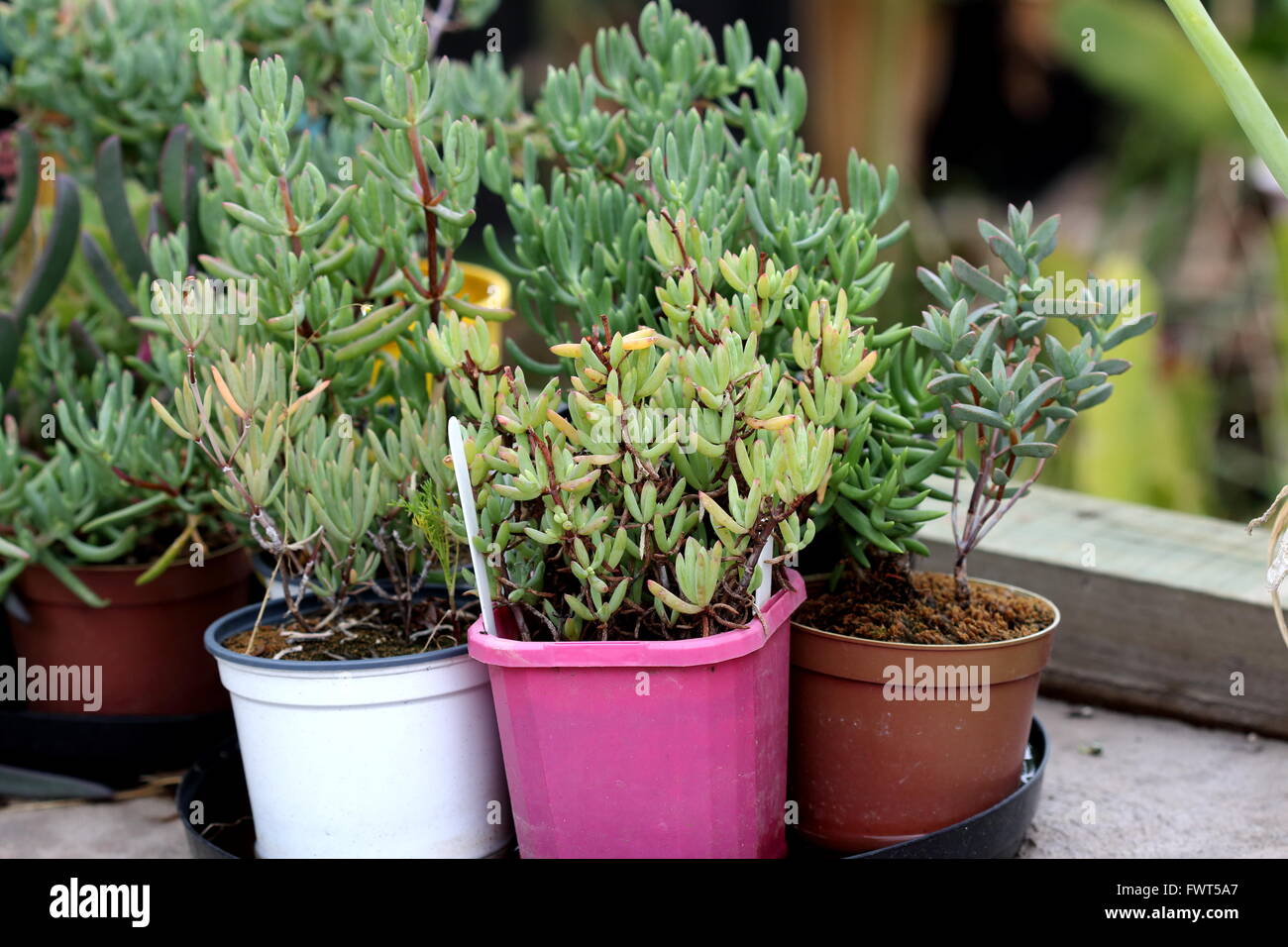 Growing Lampranthus in pots Stock Photo