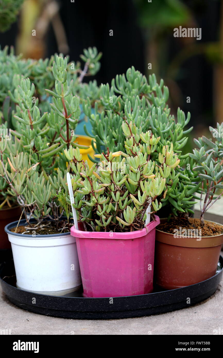 Growing Lampranthus in pots Stock Photo