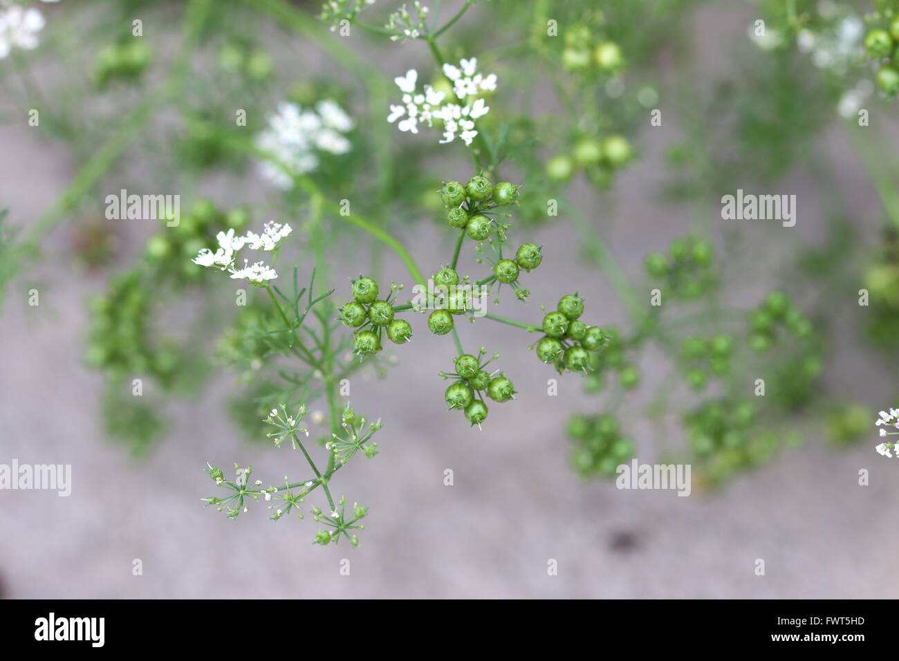 Fresh green coriander seeds Stock Photo Alamy