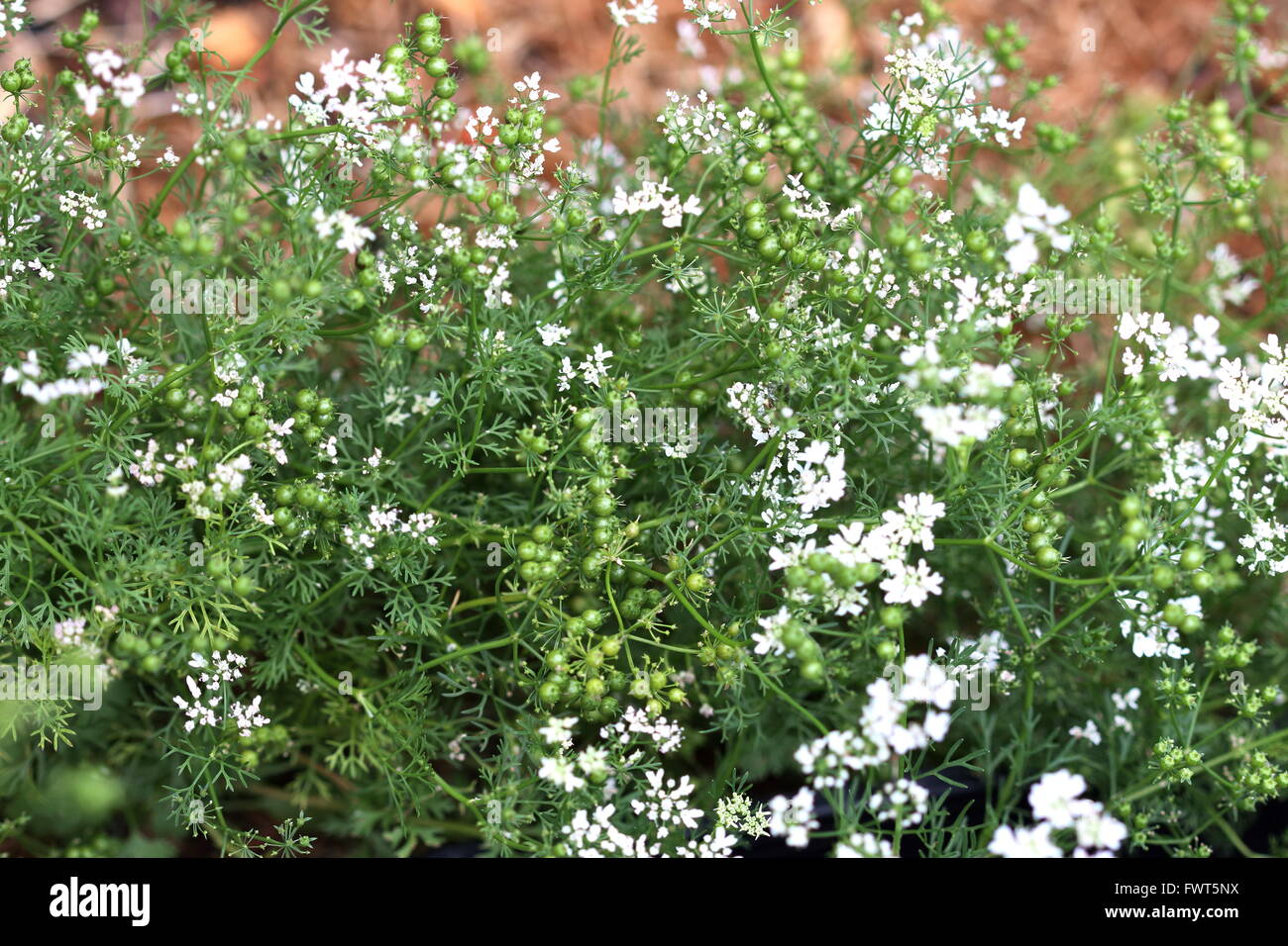 Fresh green coriander seeds Stock Photo Alamy