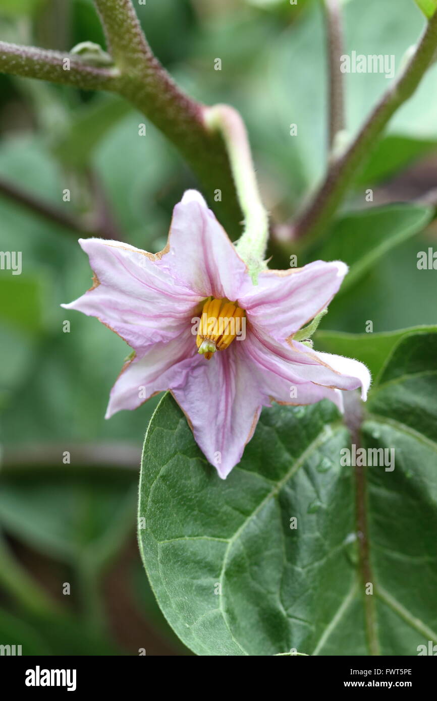 Aubergine flowers hires stock photography and images Alamy