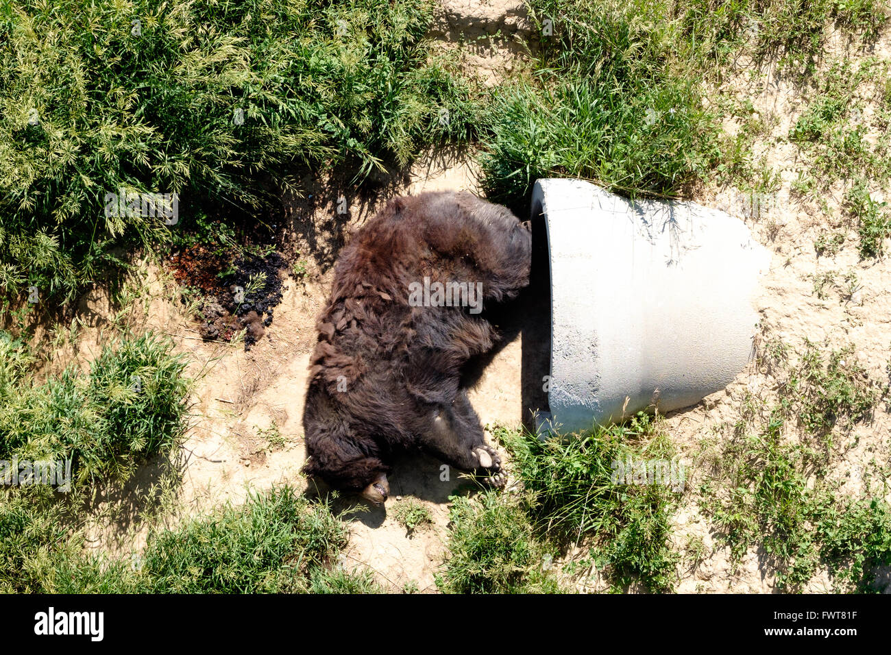 A black bear sleeps outside next to his den fashioned from pipes and a buried shipping container at The Wild Animal Sanctuary Stock Photo