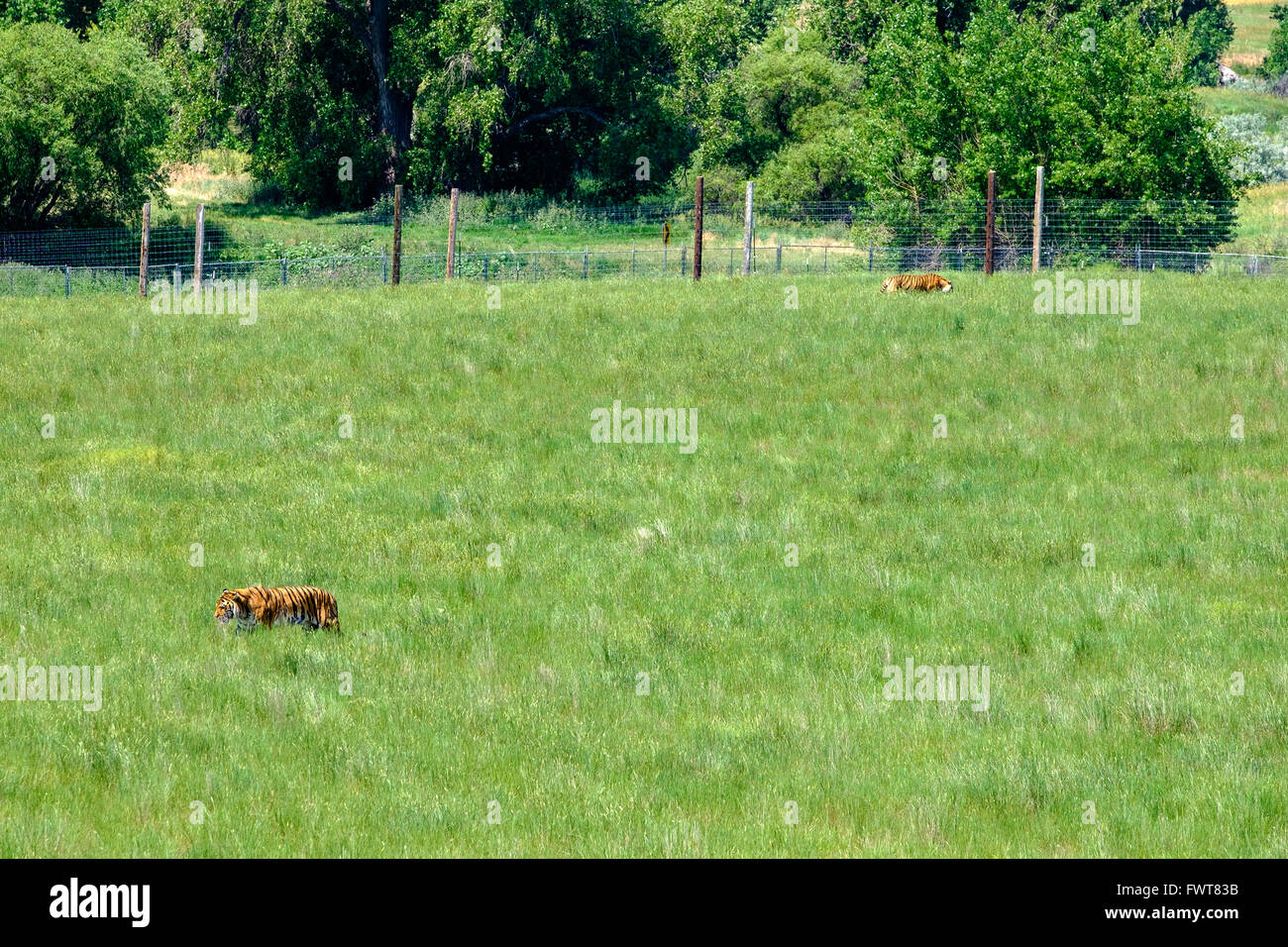 Two tigers  at roam in their enclosure at the Wild Animal Sanctuary in Keenesburg, Colorado. Stock Photo