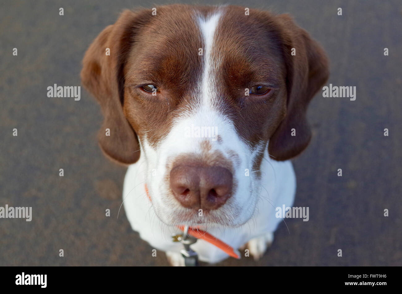 Grumpy looking Springer Spaniel Beagle cross dog sitting Stock Photo - Alamy