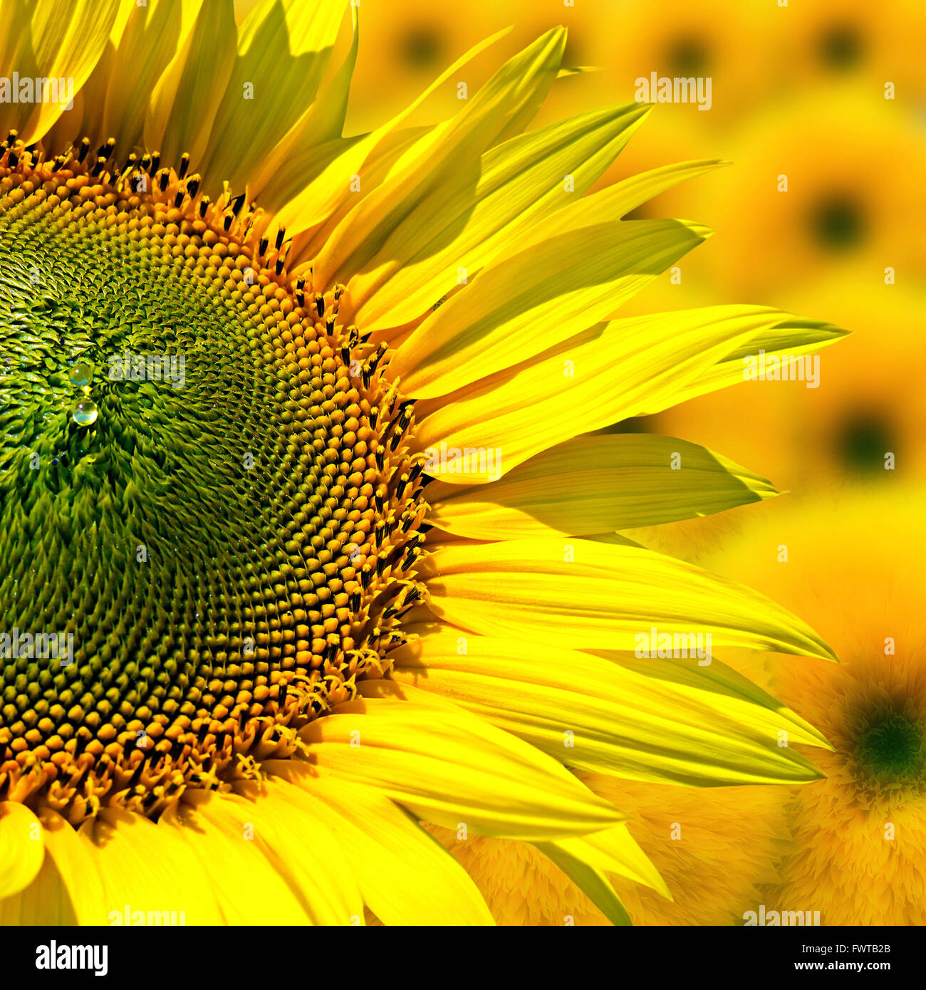 Image field with blooming sunflowers, summer landscape Stock Photo - Alamy