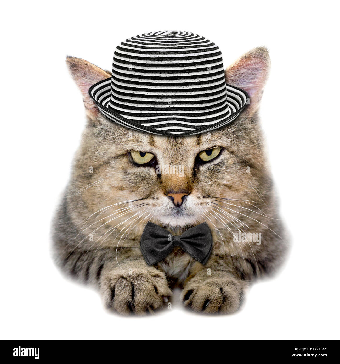 cat in a hat and tie butterfly isolated on white background Stock Photo