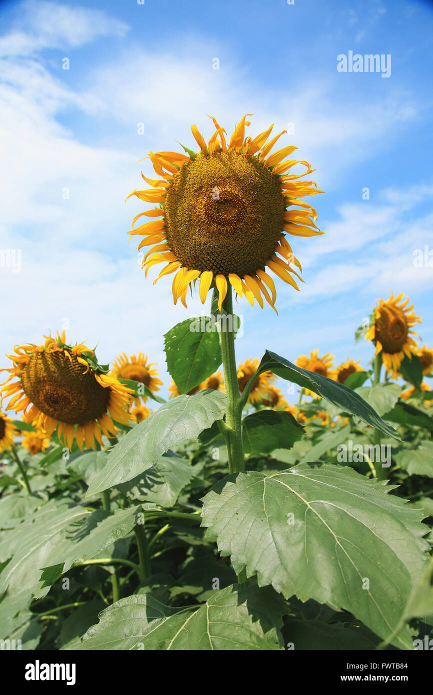 Close up sunflower field grass hi-res stock photography and images - Alamy