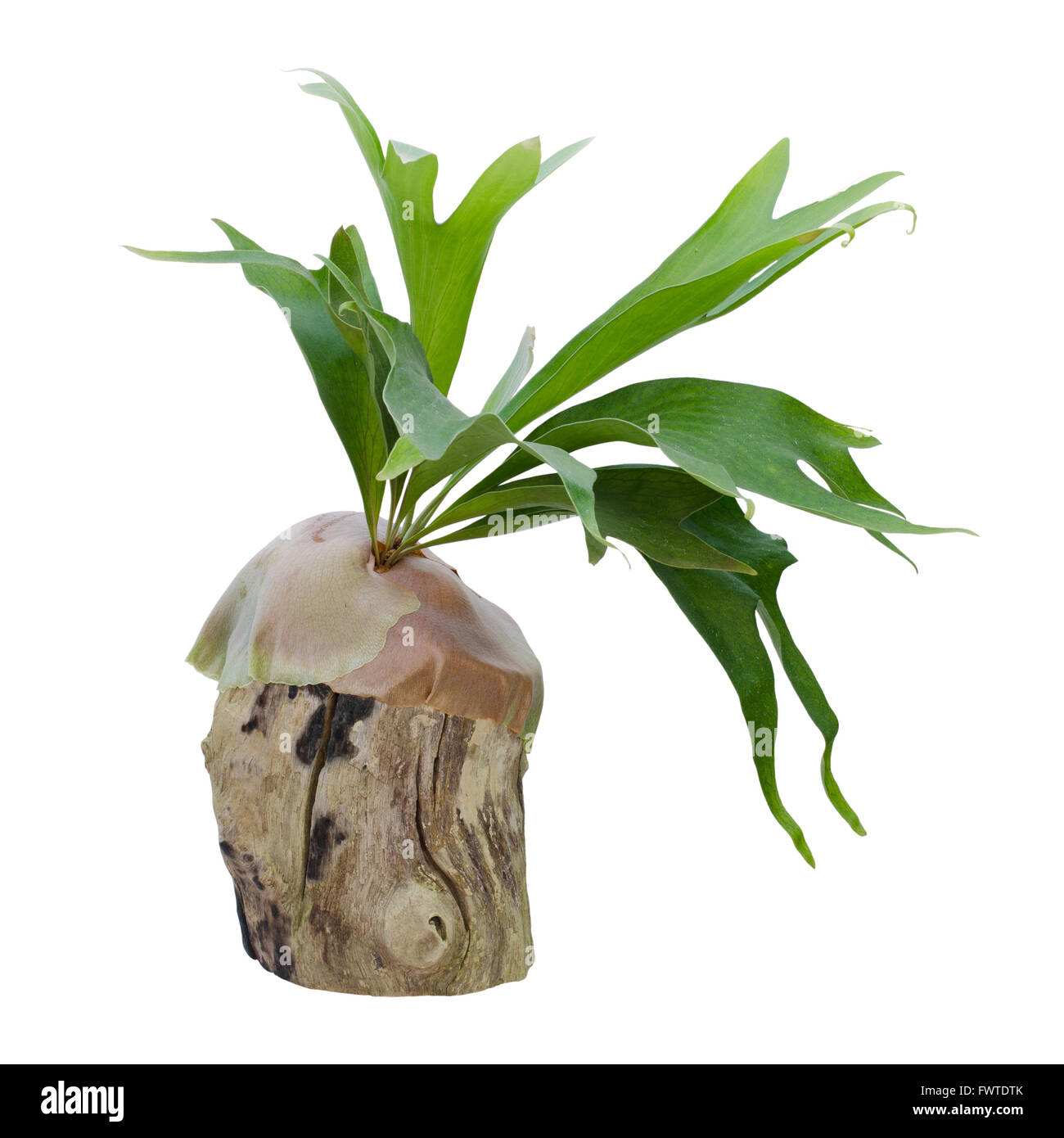 Staghorn fern on stump isolated on white background Stock Photo