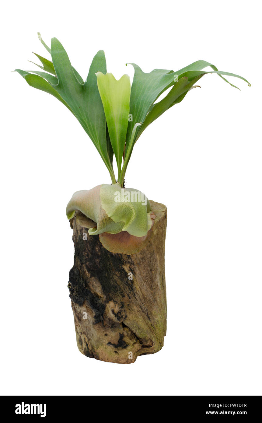 Staghorn fern on stump isolated on white background Stock Photo