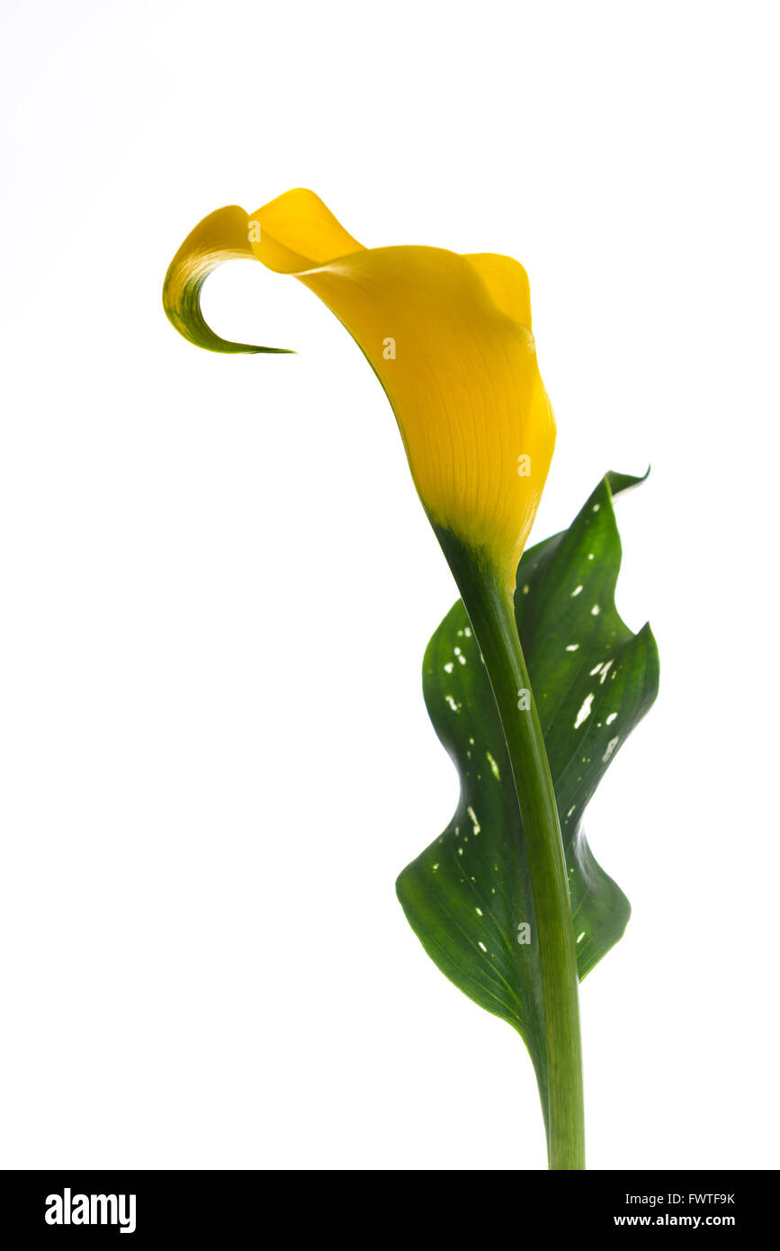 Yellow Calla Lily on a white background Stock Photo Alamy