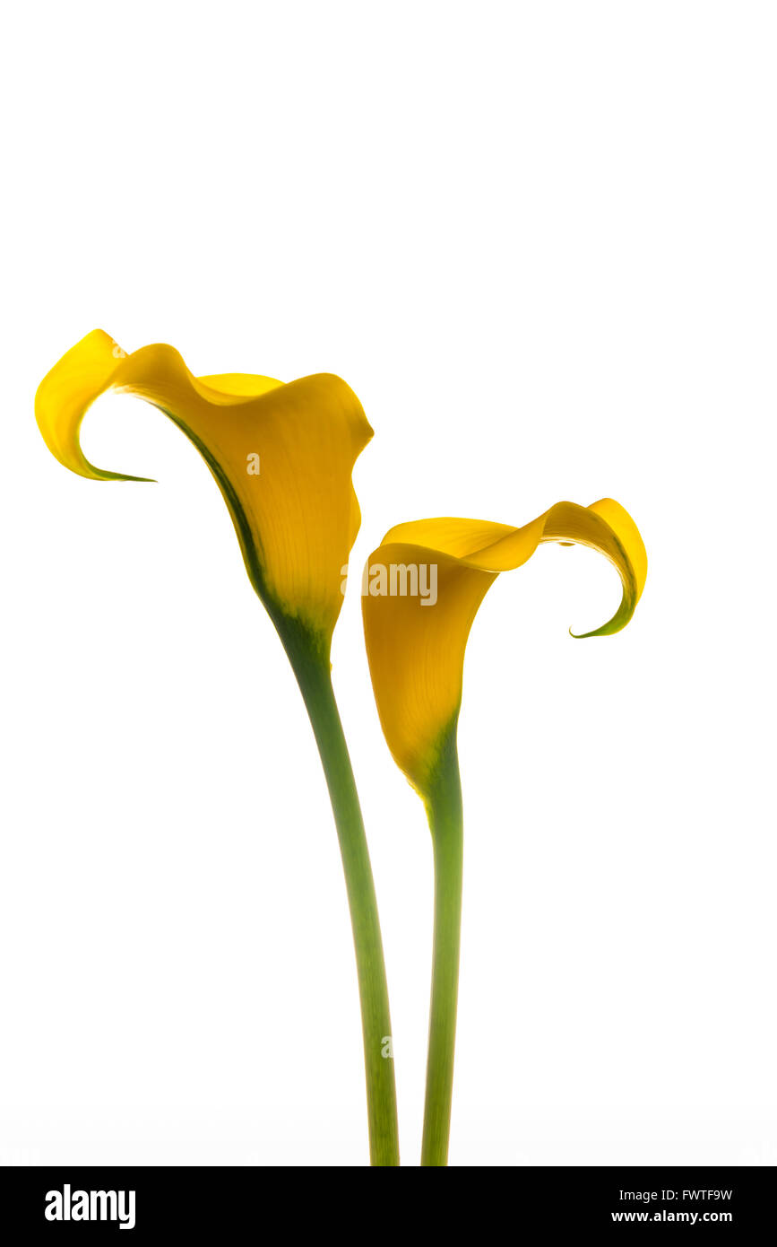 Yellow calla lily hi-res stock photography and images - Alamy