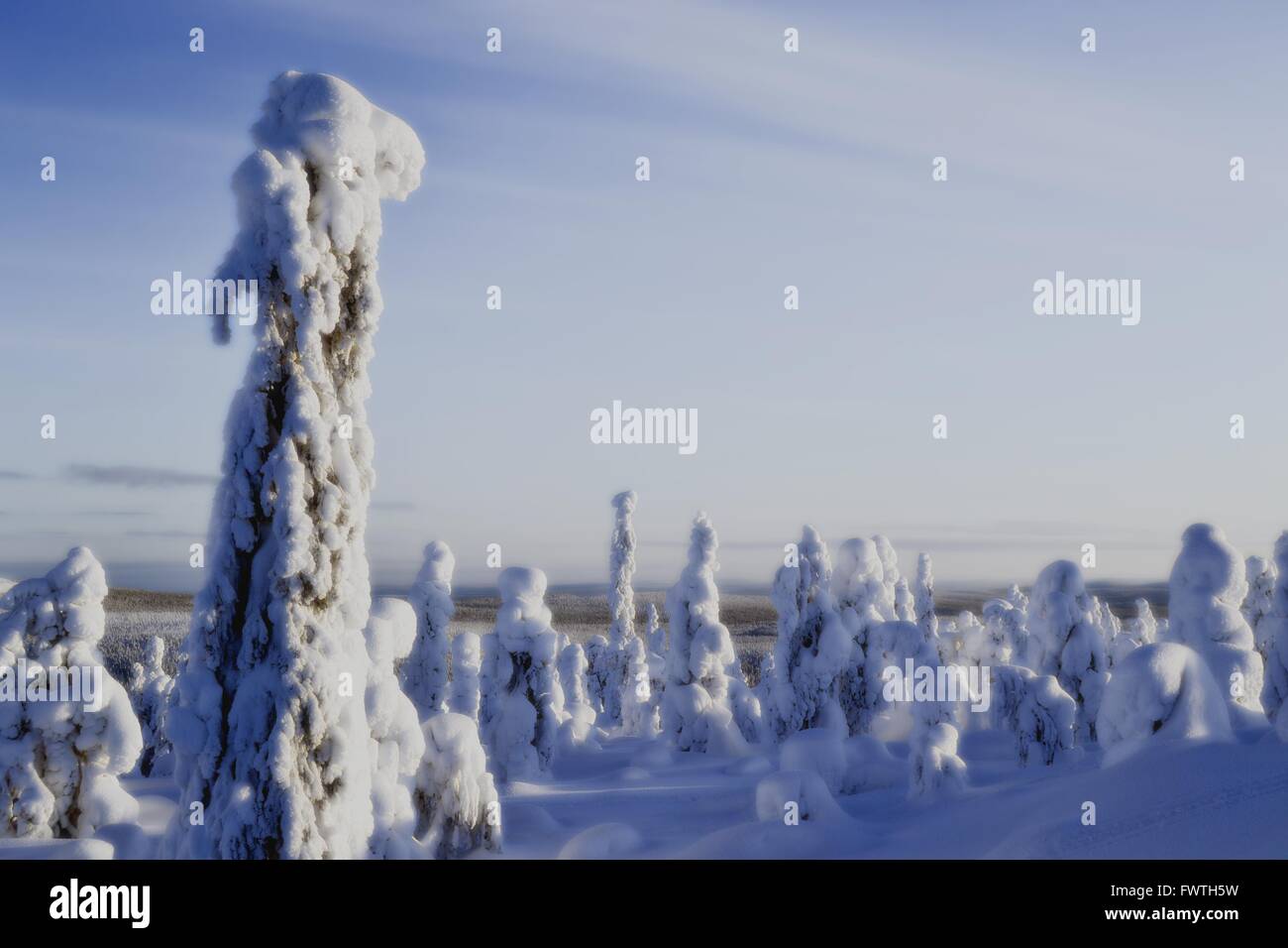 Snow covered trees in the fells of Finnish Lapland Stock Photo