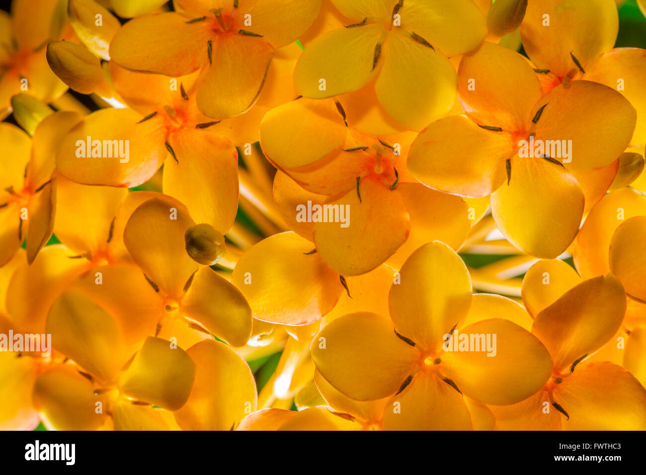 yellow Ixora flowers, Maui Stock Photo - Alamy