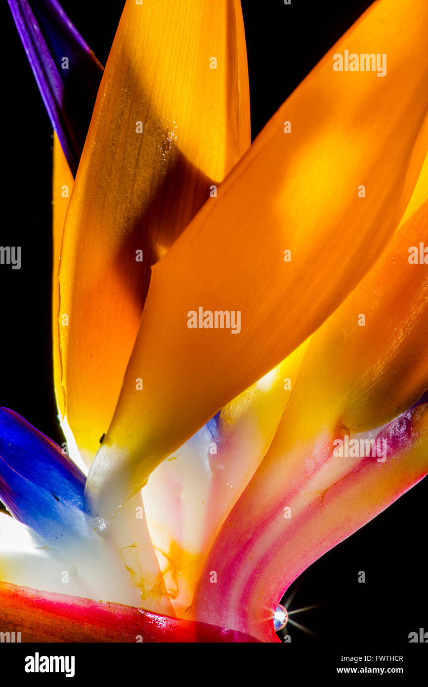 Bird Of Paradise Flower; Hawaii Stock Photo Alamy