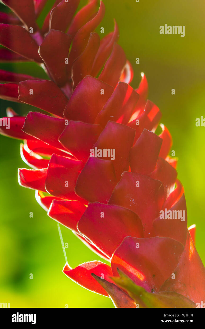 Red Ginger flower, Maui Stock Photo