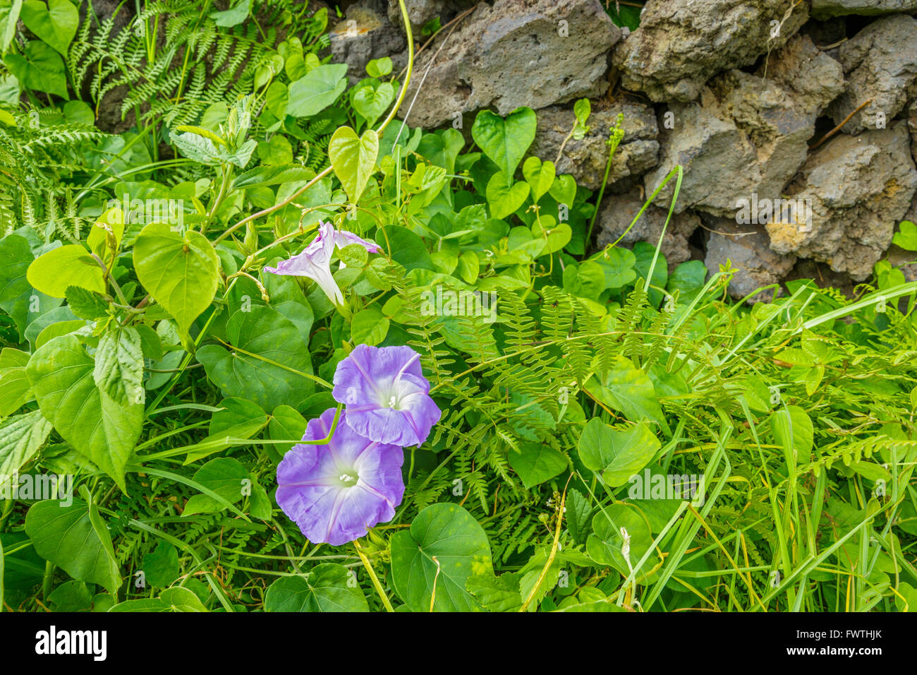 Fence morning glory hi-res stock photography and images - Page 2