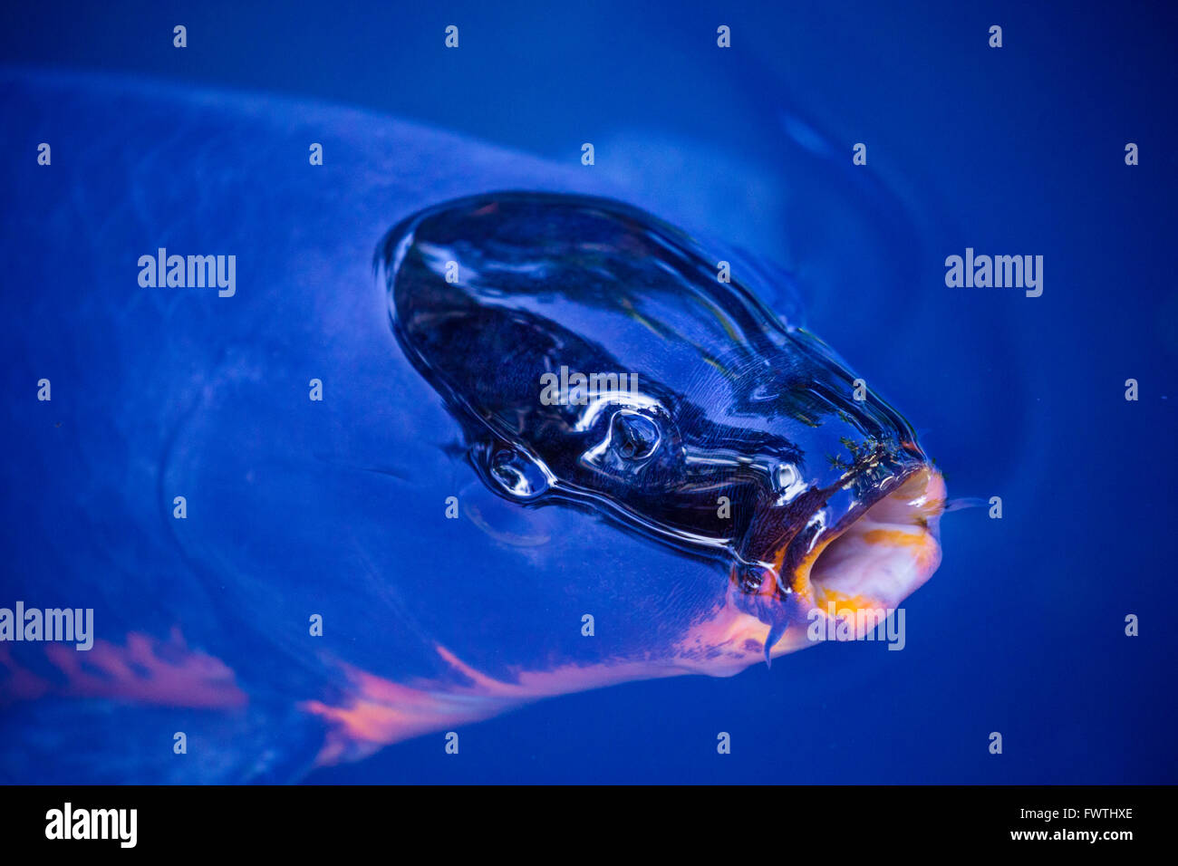 Koi fish in a Kaanapali resort, Maui Stock Photo Alamy