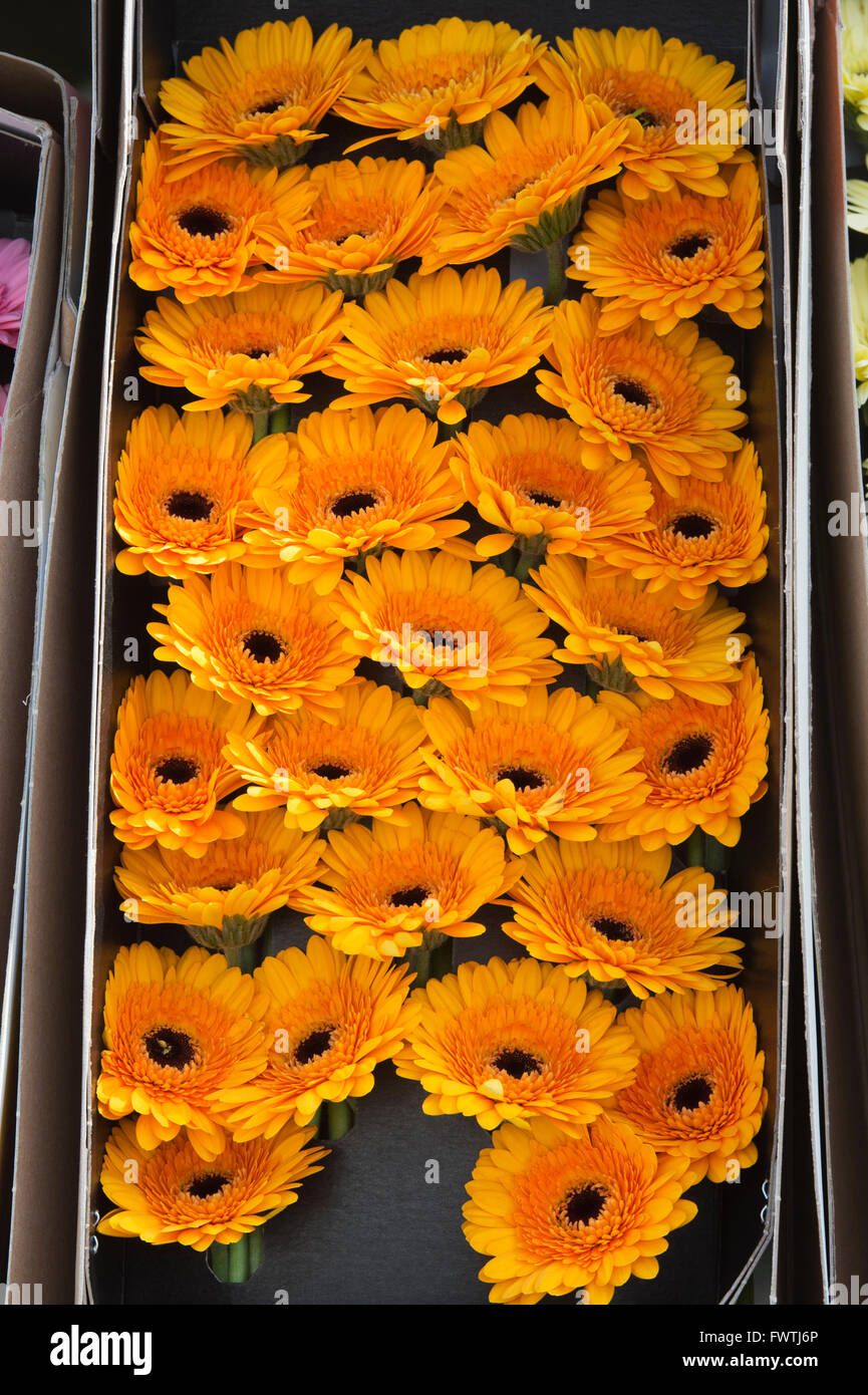 Cut orange gerbera flowers in a box for sale on a market stall. Wells, Somerset, England Stock