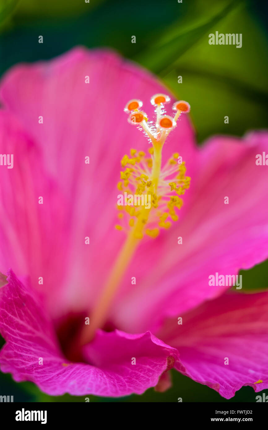 Pink Hibiscus flower in Maui Stock Photo Alamy