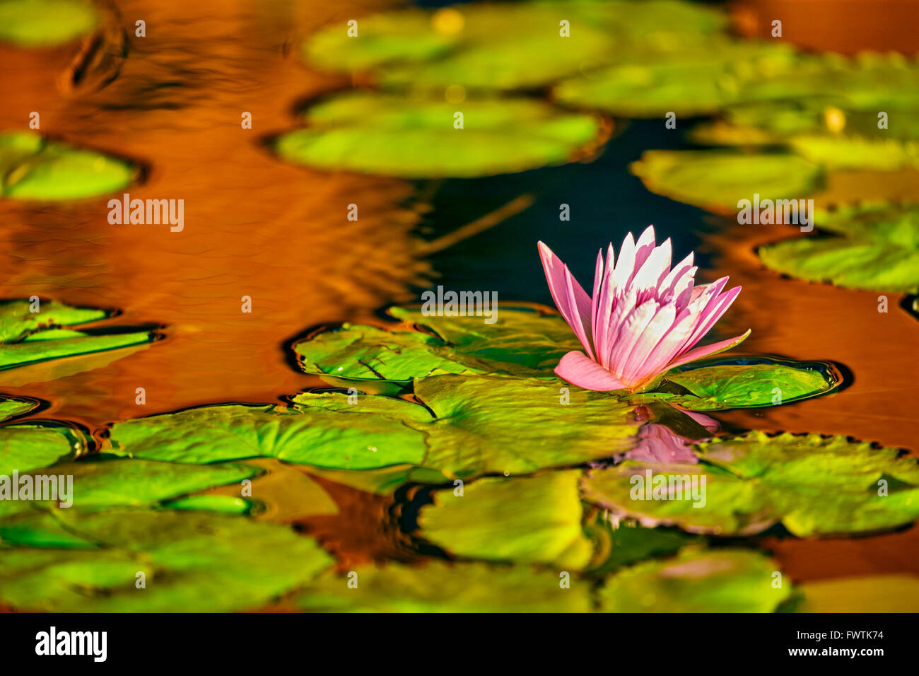 Lily pads and water lily, Maui Stock Photo Alamy