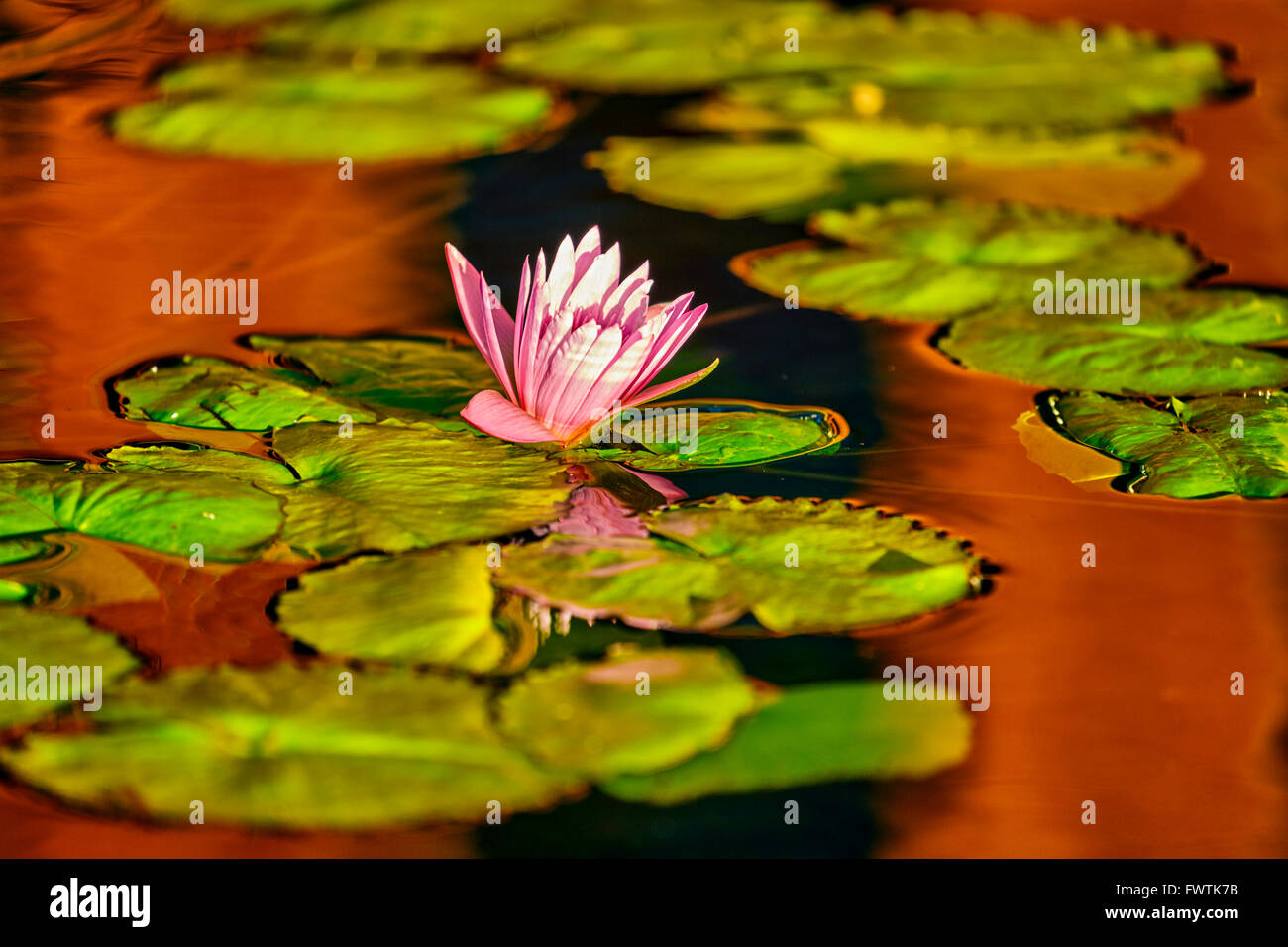 Water lily hawaii hi-res stock photography and images - Alamy