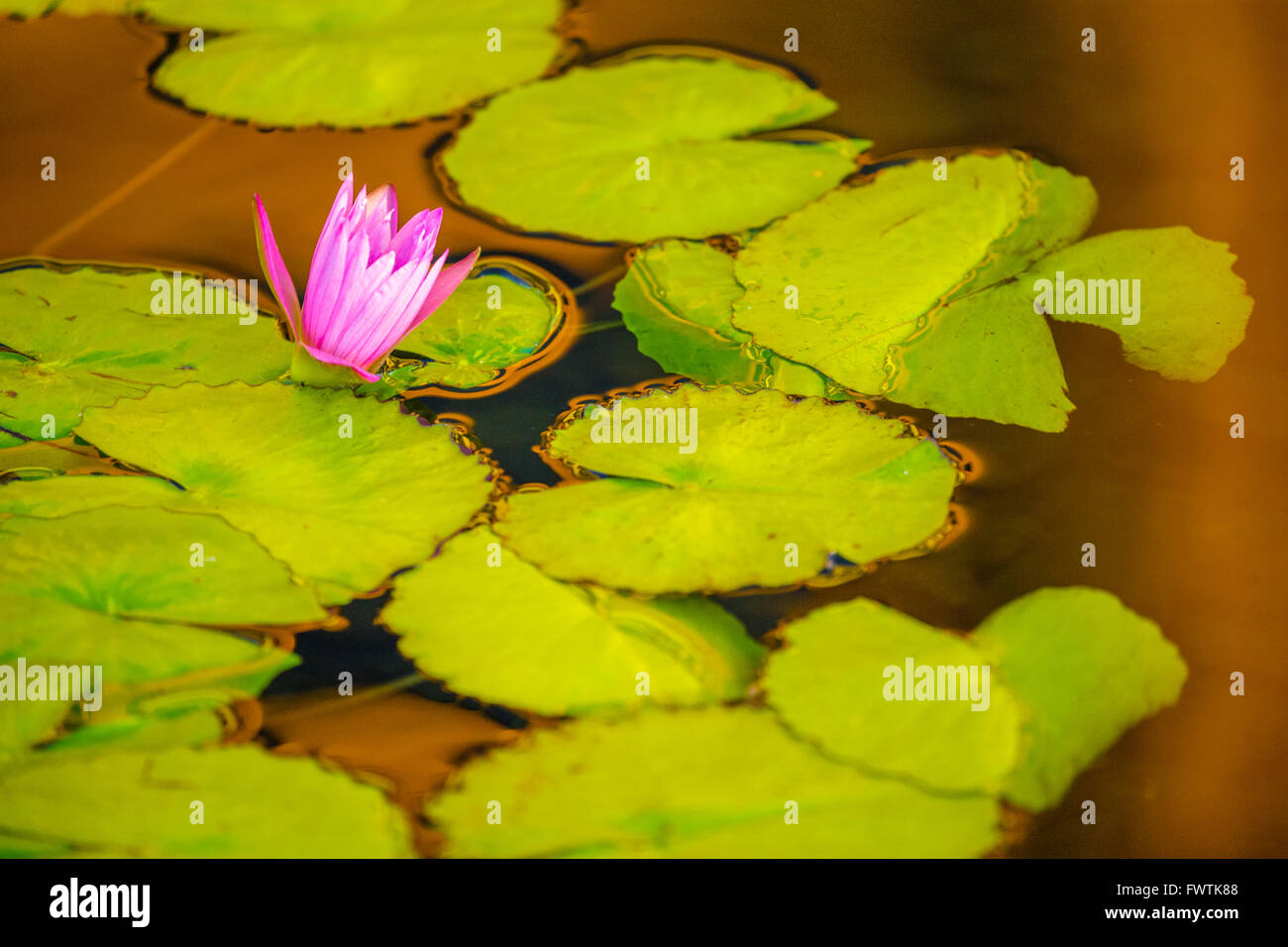 Lily pads and water lily, Maui Stock Photo Alamy