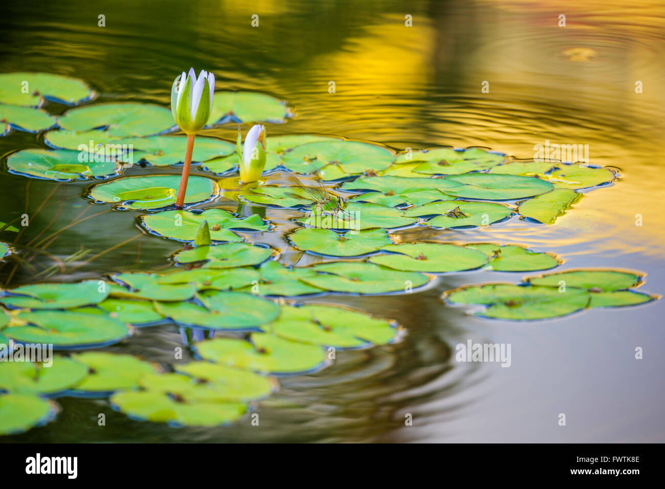 Lily pads and dragon fly, Maui Stock Photo Alamy