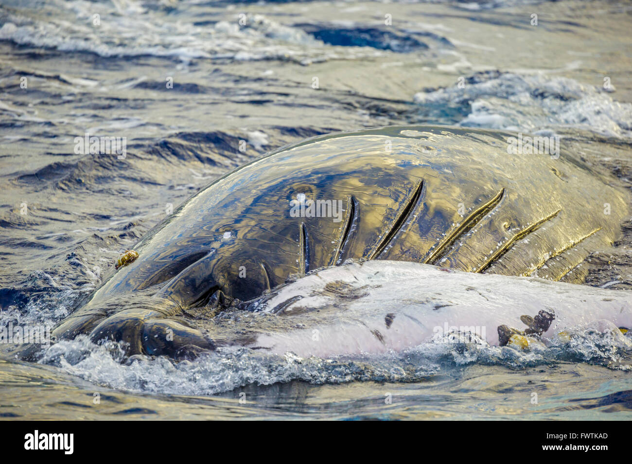 Humpback whale off Maui Stock Photo - Alamy