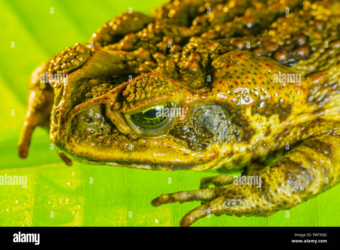 Cane Toad on Maui closeup Stock Photo Alamy