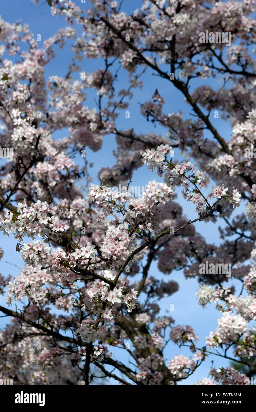 Prunus kurilensis 'Brillant' blossoming in spring Stock Photo