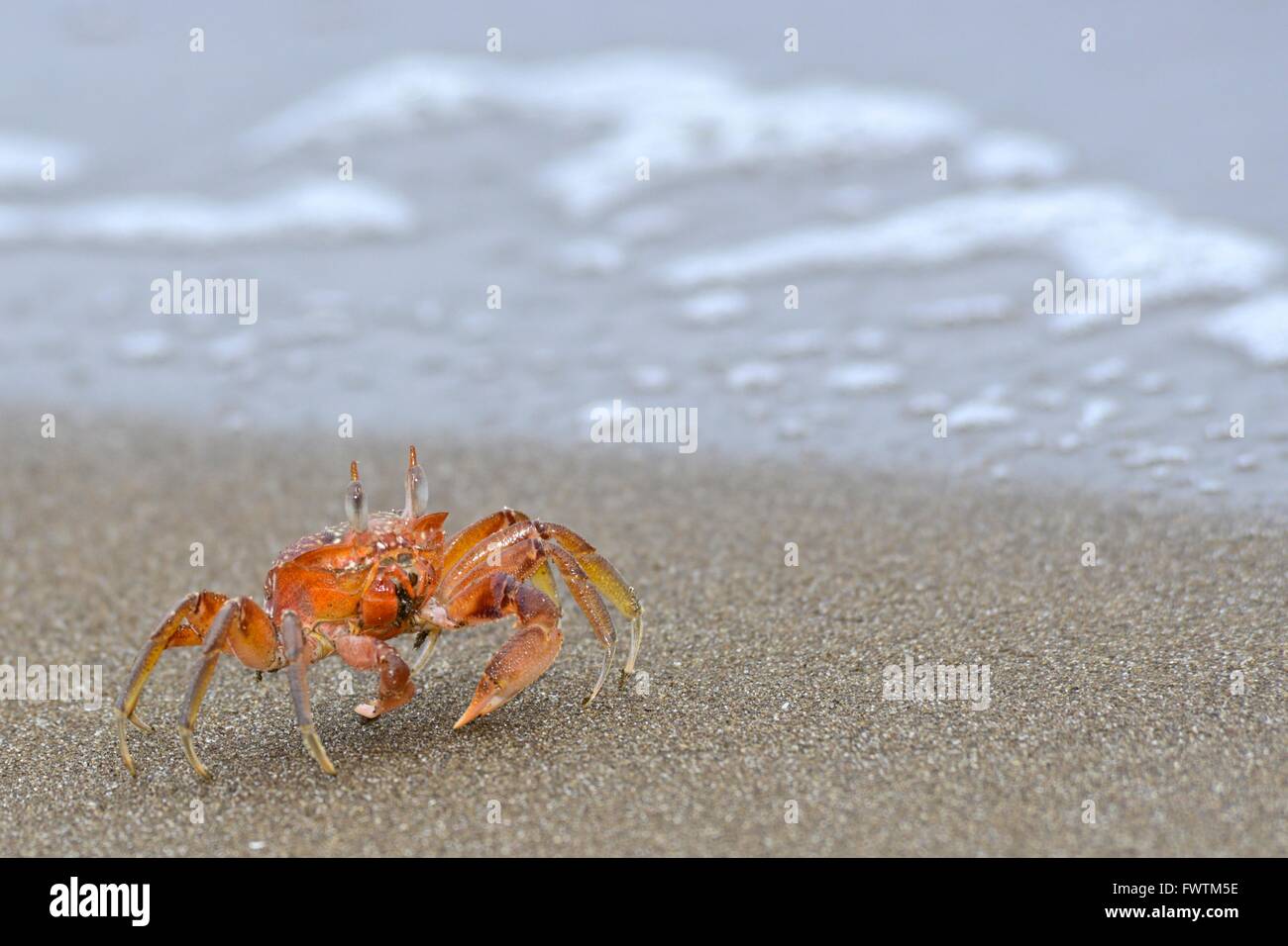 Red crabs or ghost crab (ocypode sp). Isla de la Plata is a small island off the coast of Manabí, Ecuador, and is part of Parque Stock Photo