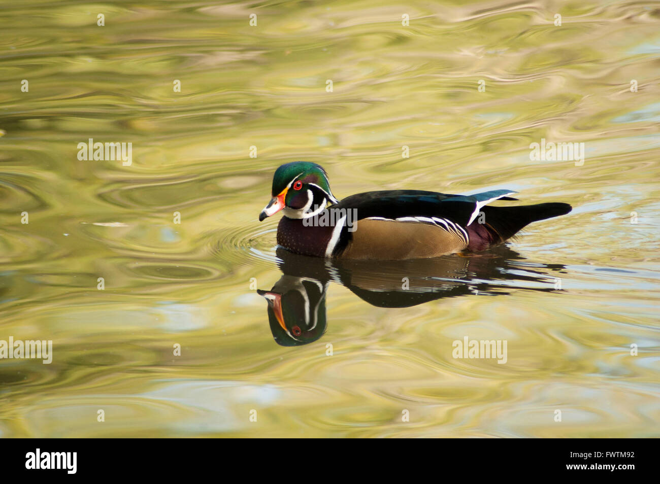 colorful wood duck with reflection in golden water Stock Photo