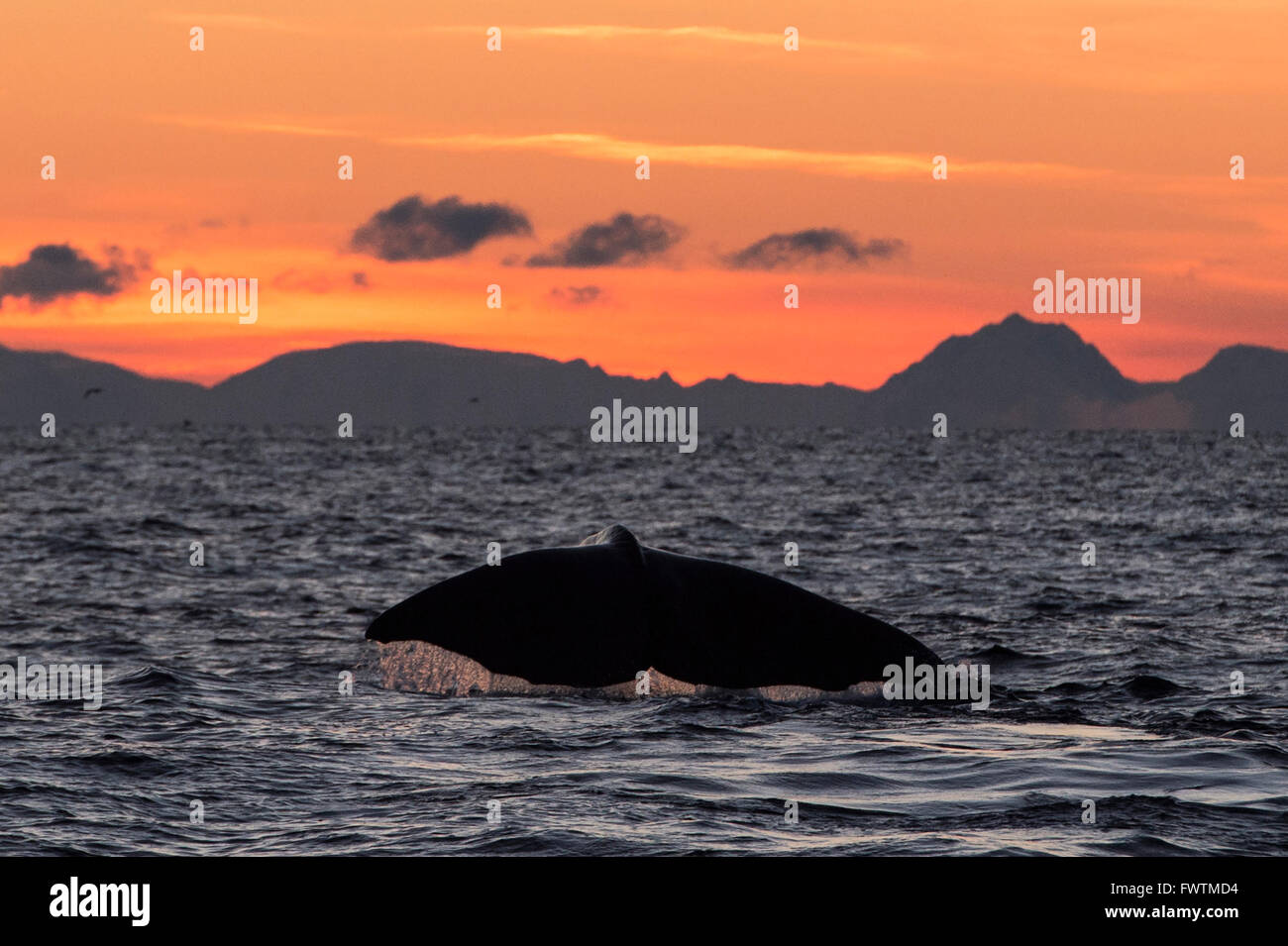 Humpback Whale (Megaptera novaeangliae)  fluking at sunset Andenes, Vesteralen, Norway, Scandinavia, Europe Stock Photo