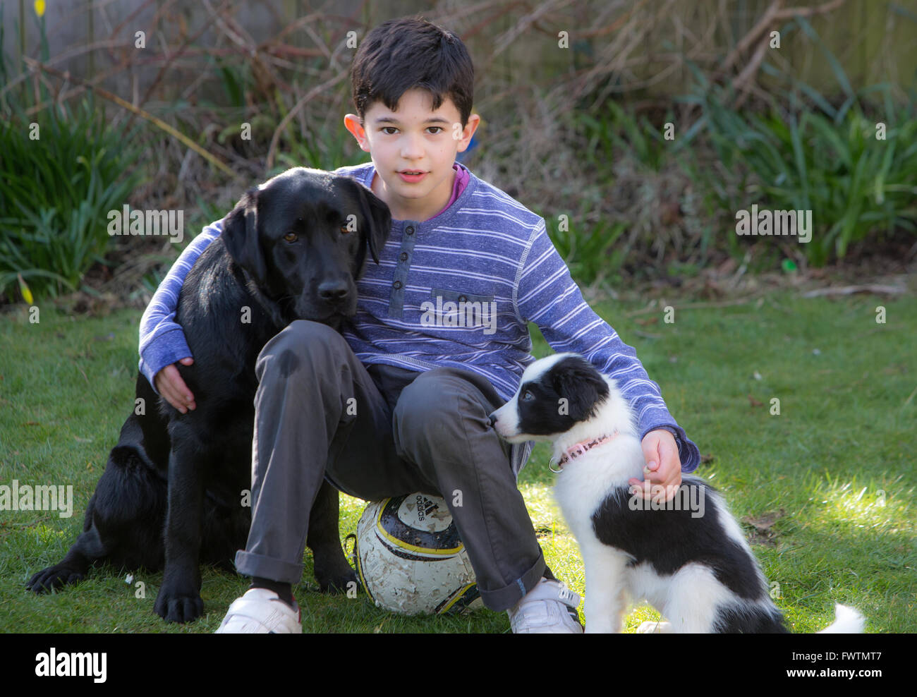 Boy with his dogs Stock Photo