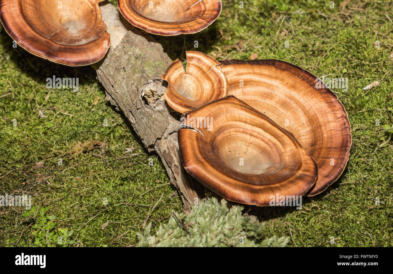 Orange mushroom growing on wood Stock Photo Alamy