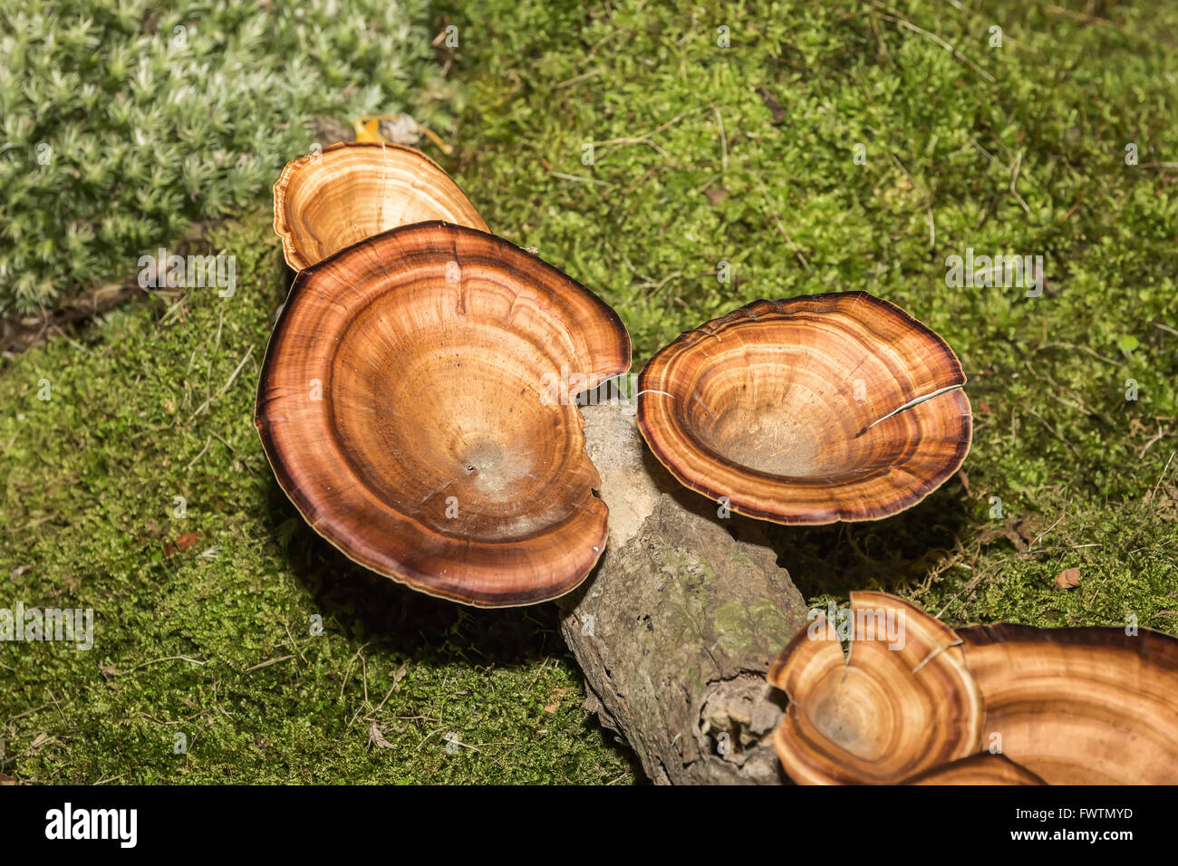 Orange mushroom growing on wood Stock Photo Alamy