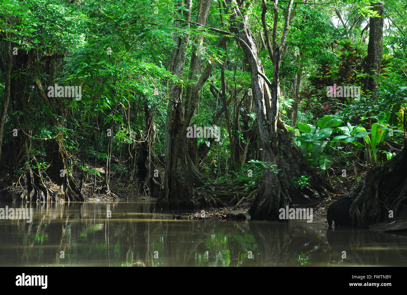 Caribbean, Windward Islands, Dominica, Portsmouth, Indian River Stock Photo