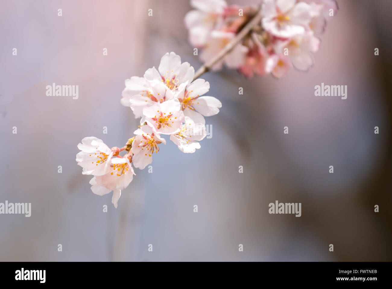 Sakura Cherry blossoms for spring background japan Stock Photo - Alamy